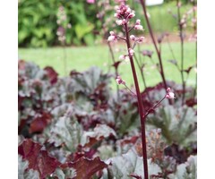 Purperklokje - Heuchera 'Rachel'