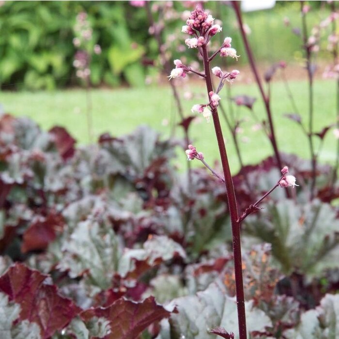 Purperklokje - Heuchera 'Rachel'