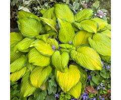 Hartlelie - Hosta 'Coast to Coast'