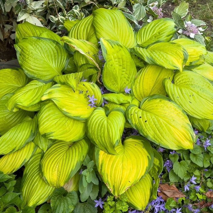 Hartlelie - Hosta 'Coast to Coast'
