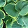 Hartlelie - Hosta 'Moerheim'