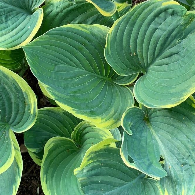 Hartlelie - Hosta 'Moerheim'