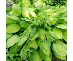 Hartlelie - Hosta 'Paul`s Glory'