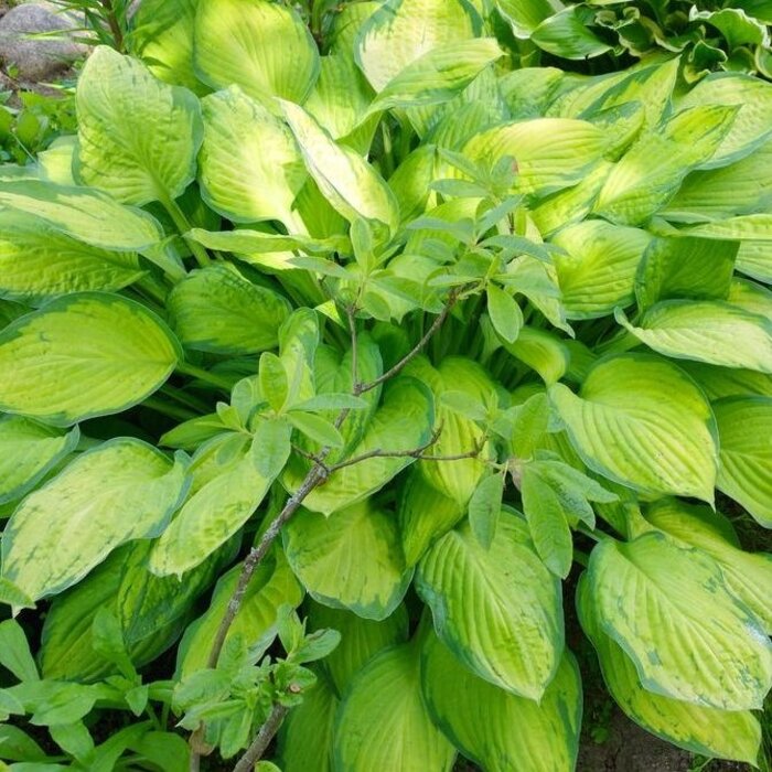 Hartlelie - Hosta 'Paul`s Glory'