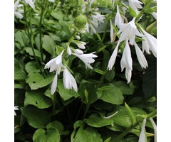 Hartlelie - Hosta 'Royal Standard'