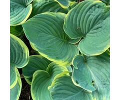 Hartlelie - Hosta 'Wu-La-La'