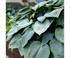 Hartlelie - Hosta tardiana 'Halcyon'