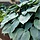 Hartlelie - Hosta tardiana 'Halcyon'