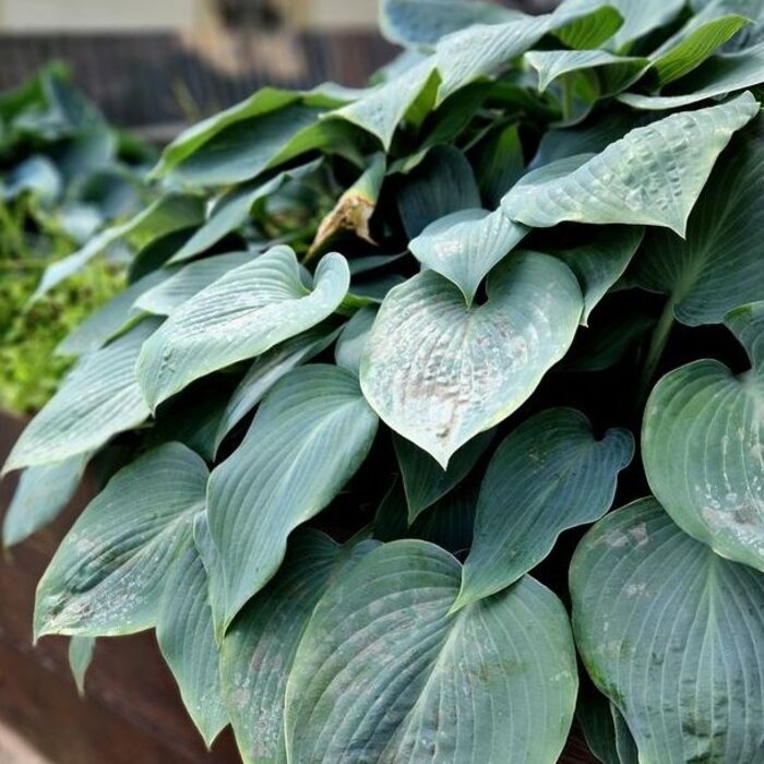 Hartlelie - Hosta tardiana 'Halcyon'