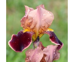 Baardiris - Iris (G) 'Senlac'