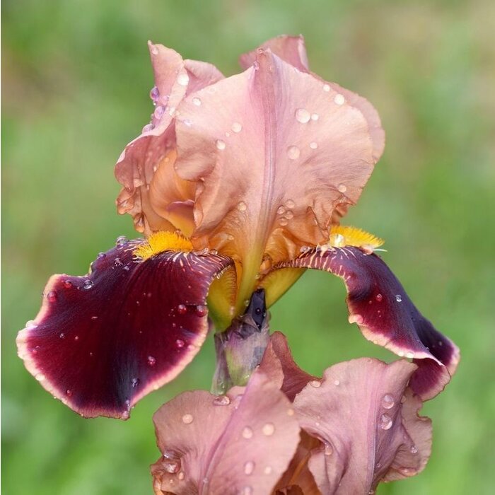 Baardiris - Iris (G) 'Senlac'