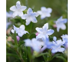 Steenzaad - Lithodora diffusa 'Alba'