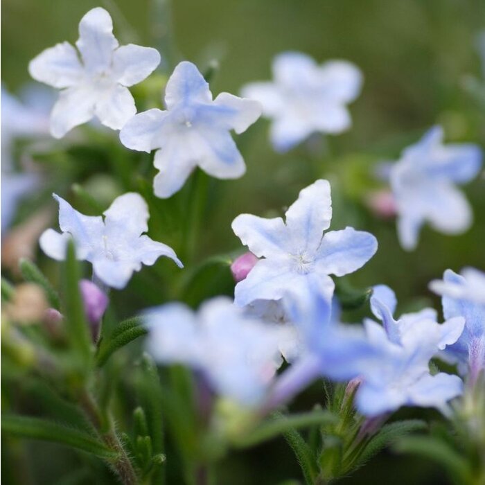 Steenzaad - Lithodora diffusa 'Alba'