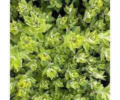 Marjolein - Origanum vulgare 'Thumble's Variety'