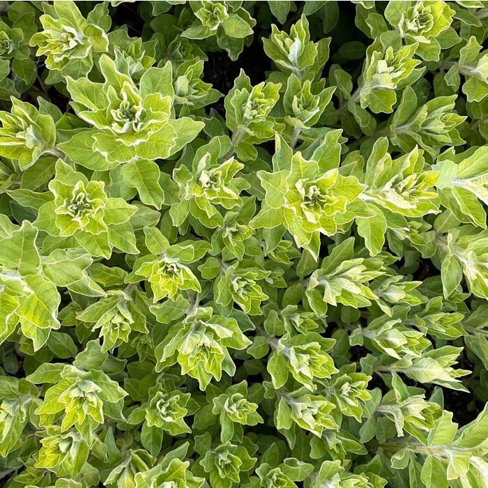 Marjolein - Origanum vulgare 'Thumble's Variety'