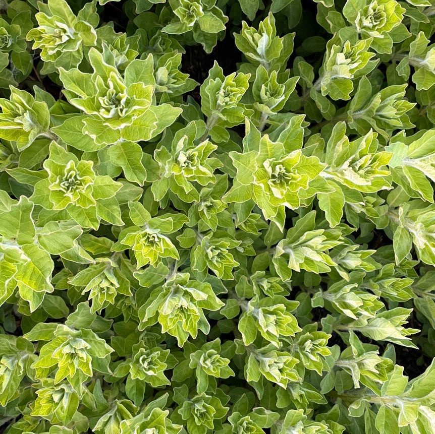 Marjolein - Origanum vulgare 'Thumble's Variety'