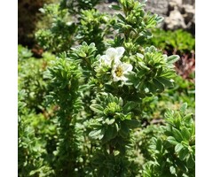 Ganzerik - Potentilla tridentata 'Nuuk'