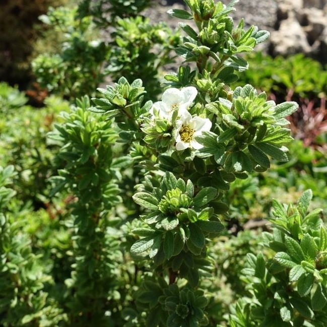 Ganzerik - Potentilla tridentata 'Nuuk'