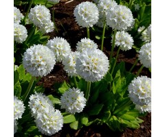 Japanse sleutelbloem - Primula japonica 'Alba'