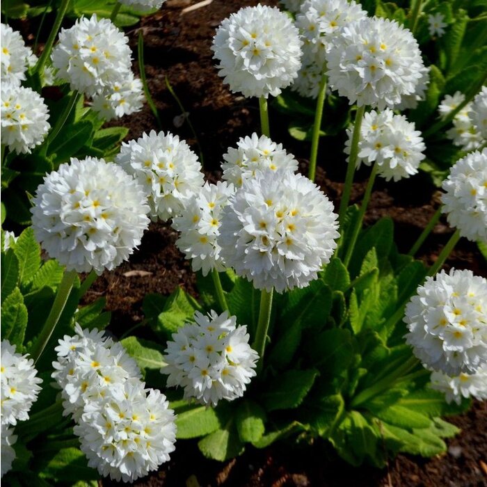 Japanse sleutelbloem - Primula japonica 'Alba'