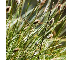 Blauwgras - Sesleria nitida