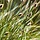 Blauwgras - Sesleria nitida