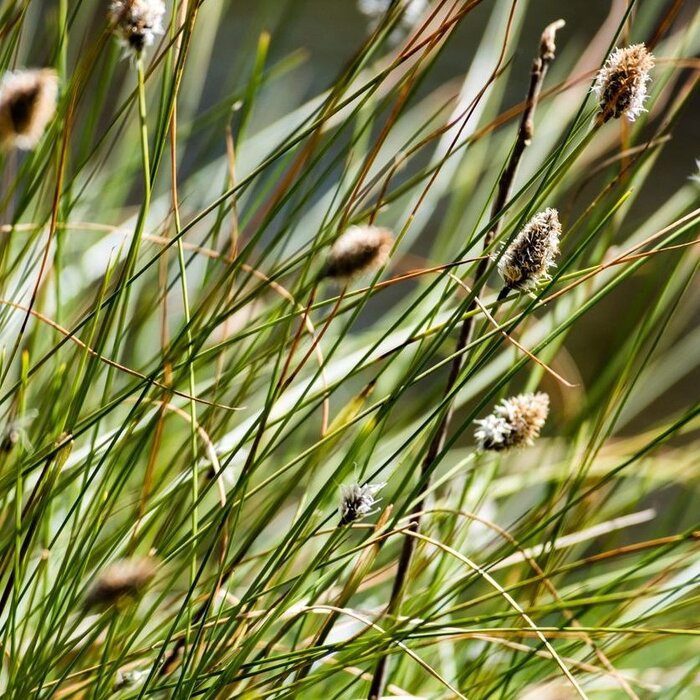 Blauwgras - Sesleria nitida