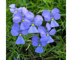 Hoornviooltje - Viola cornuta 'Boughton Blue'
