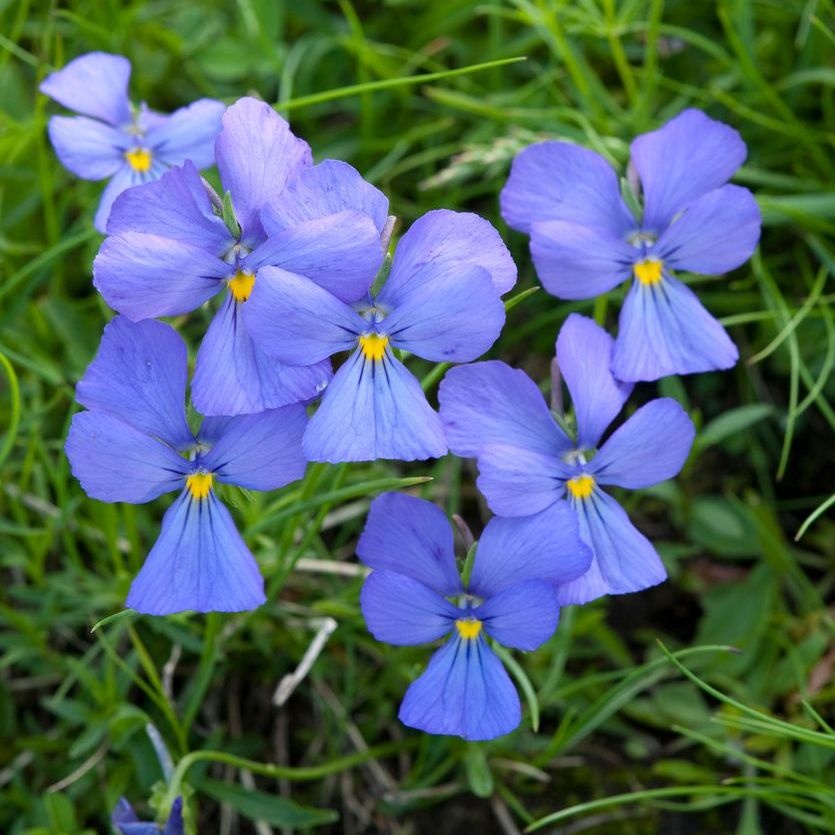 Hoornviooltje - Viola cornuta 'Boughton Blue'