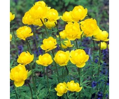 Globebloem - Trollius 'Lemon Queen'