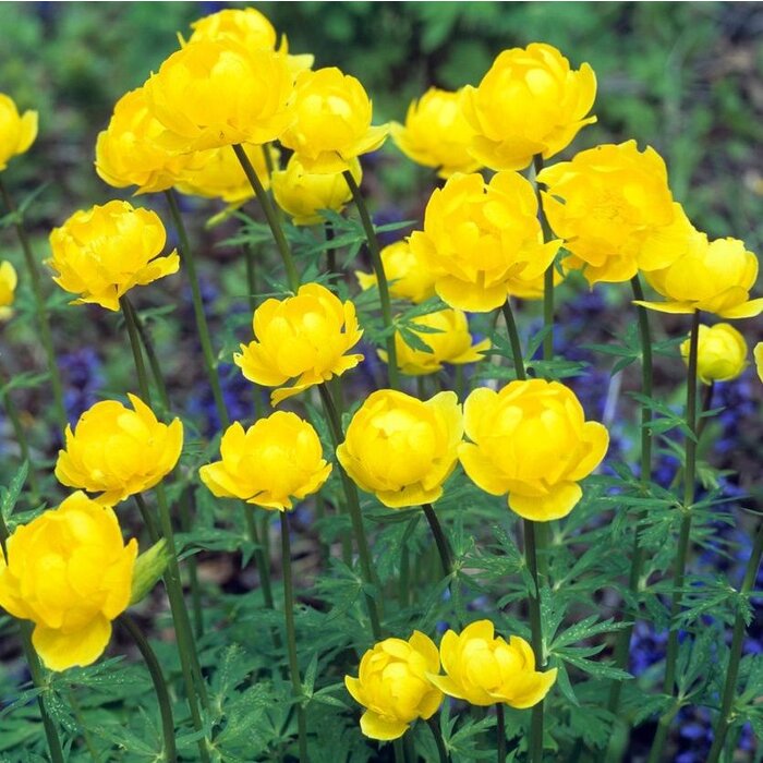 Globebloem - Trollius 'Lemon Queen'