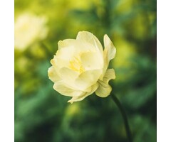 Globebloem - Trollius 'Cheddar'