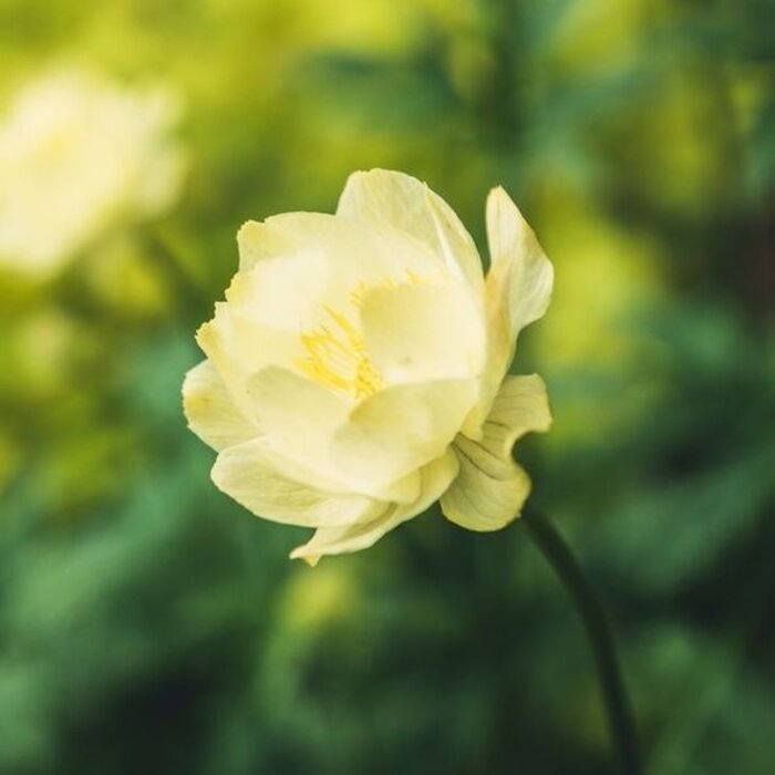 Globebloem - Trollius 'Cheddar'