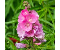 Griekse Malva - Sidalcea oregana 'Brilliant'