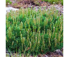 Dwergden - Pinus mugo pumilio
