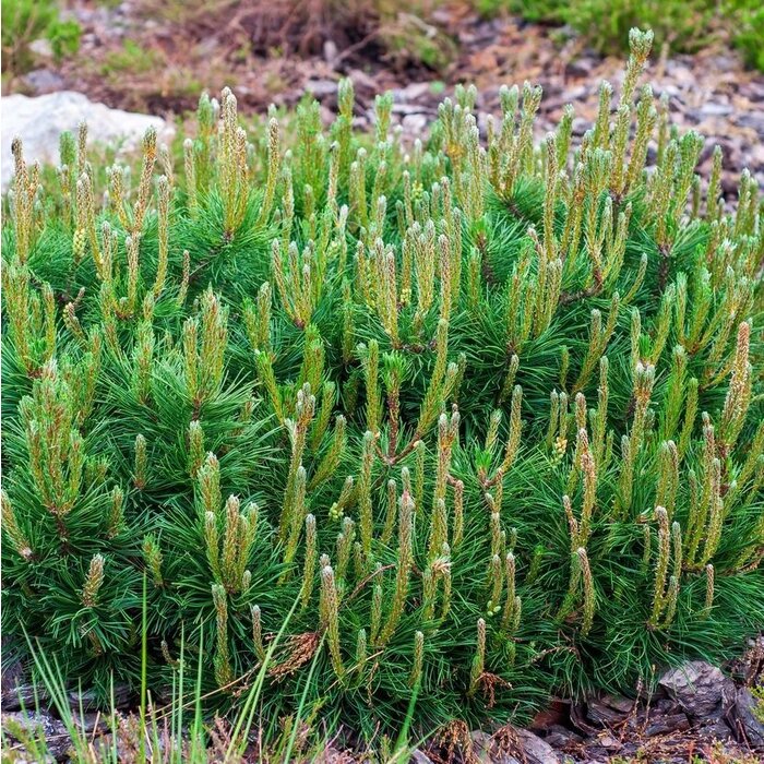 Dwergden - Pinus mugo pumilio