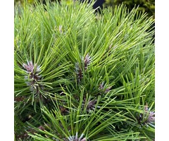 Zwarte den - Pinus Nigra 'Nana'