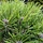 Zwarte den - Pinus Nigra 'Nana'