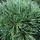 Weymouthden - Pinus strobus 'Blue Shag'