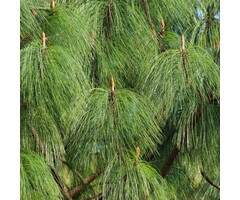 Pijnboom - Pinus wallichiana