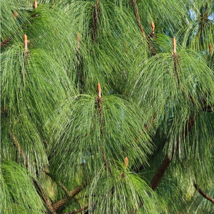 Pijnboom - Pinus wallichiana