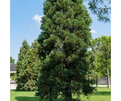 Mammoetboom - Sequoiadendron giganteum 'Greenpeace'