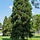 Mammoetboom - Sequoiadendron giganteum 'Greenpeace'