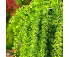 Japanse treurlok - Larix kaempferi 'Stiff Weeper'