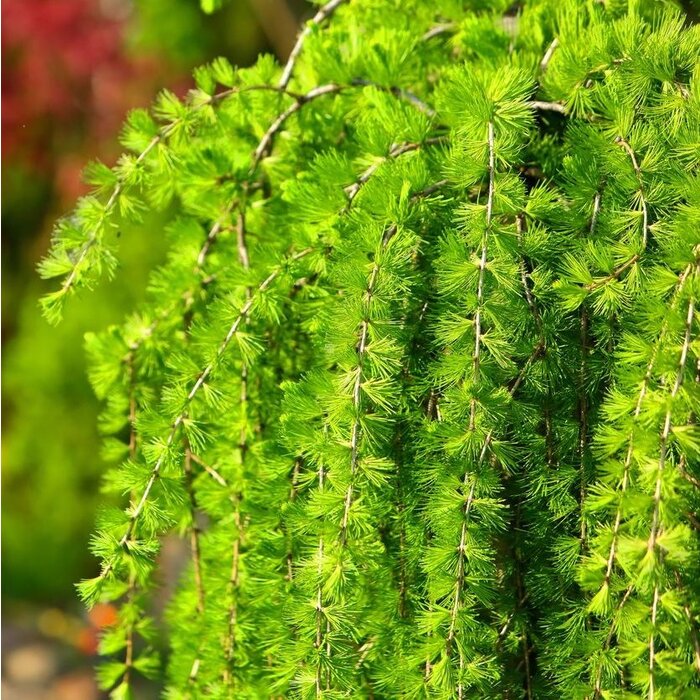 Japanse treurlok - Larix kaempferi 'Stiff Weeper'
