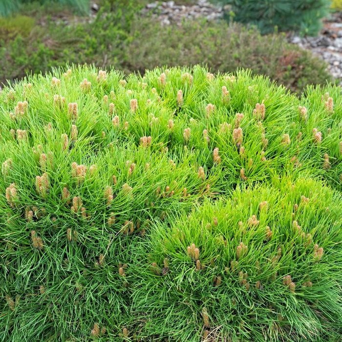 Bergden - Pinus mugo 'Mops'