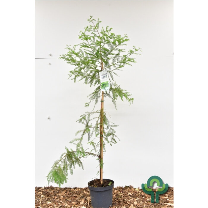 Moerascypres - Taxodium distichum