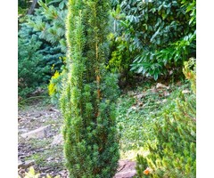 Taxus - Taxus baccata 'Fastigiata'