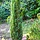 Taxus - Taxus baccata 'Fastigiata'