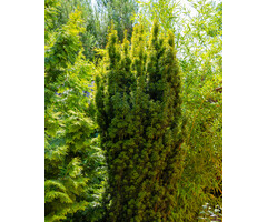 Ierse taxus - Taxus baccata 'Fastigiata Aurea'